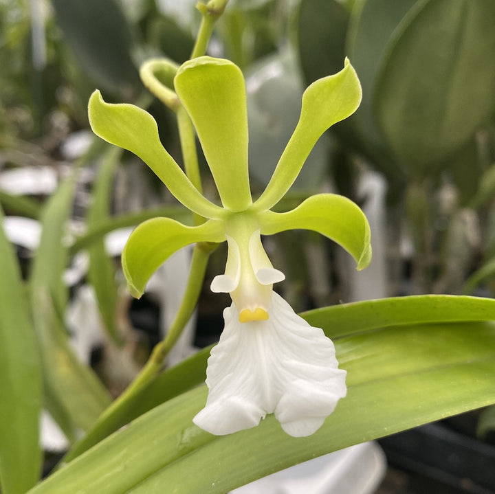 Encyclia cordigera var. alba - parfumata