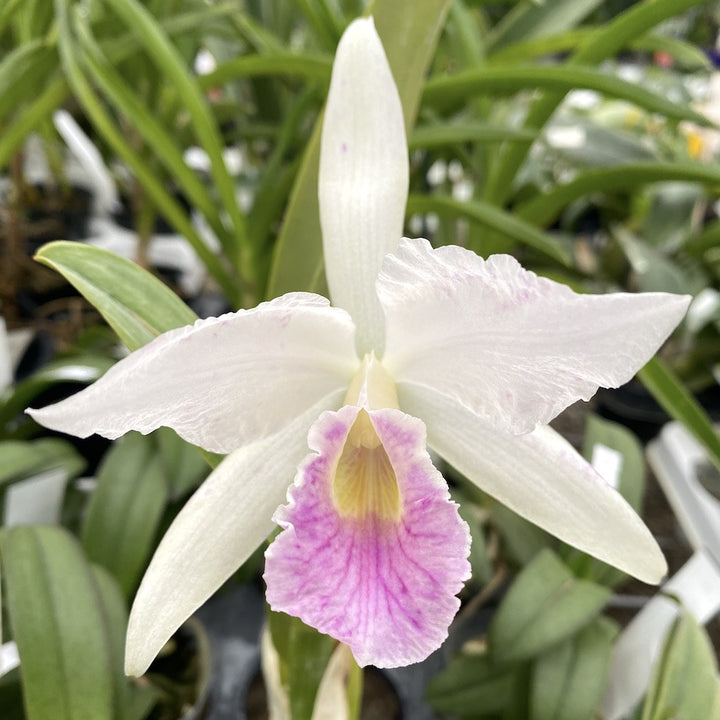 Cattleya purpurata var. russelliana *parfumata