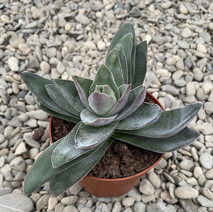 Crassula garnet lotus