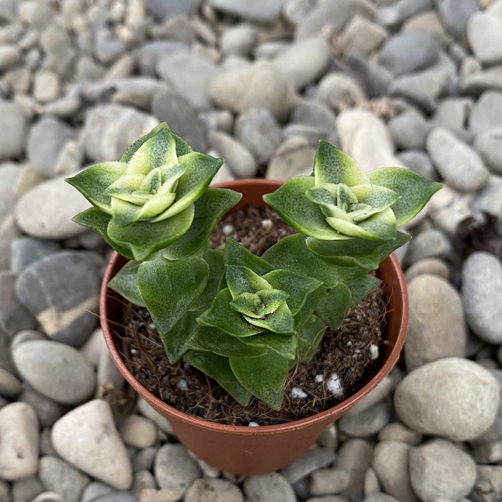 Crassula perforata variegata