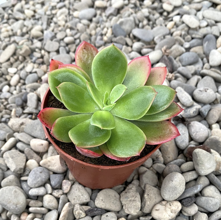 Echeveria luella red