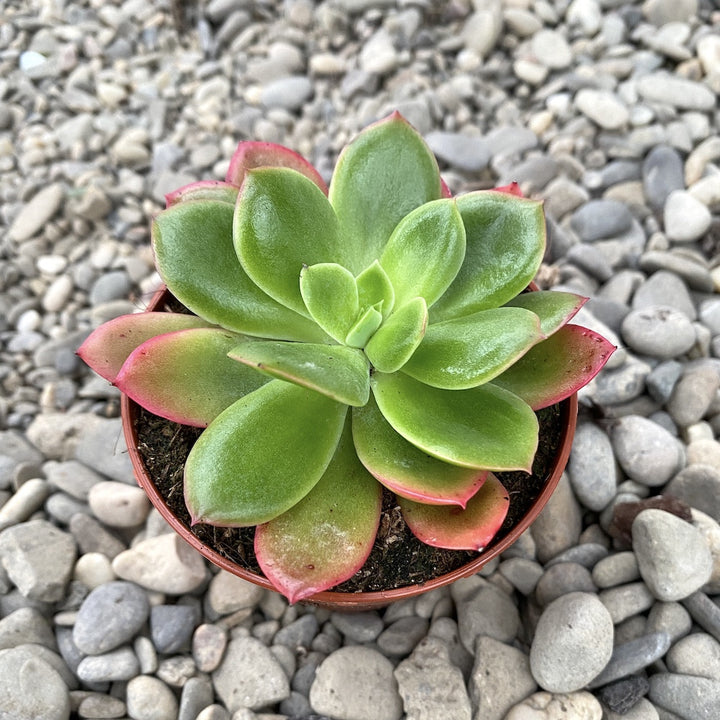 Echeveria luella red