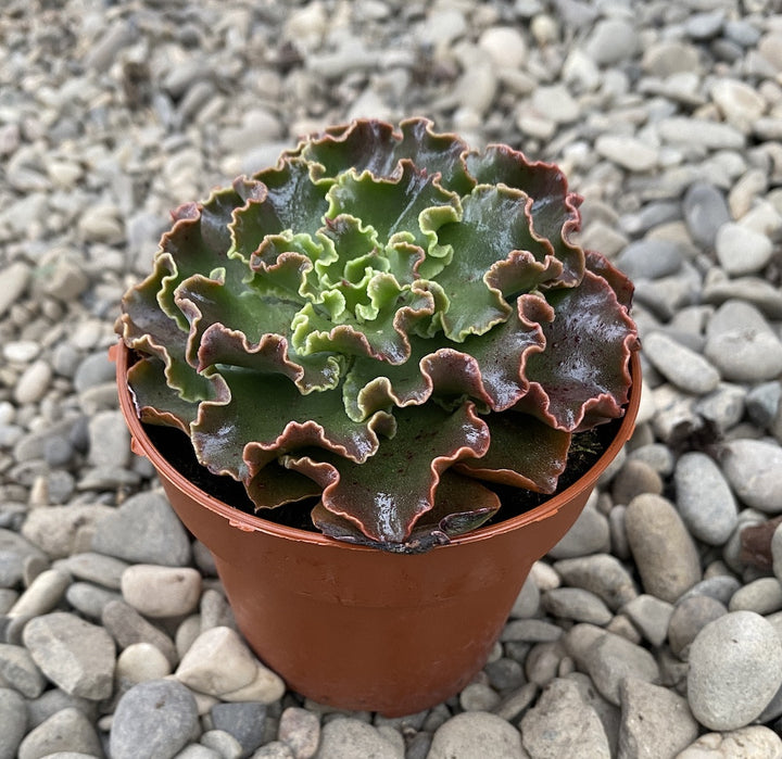 Echeveria luella red