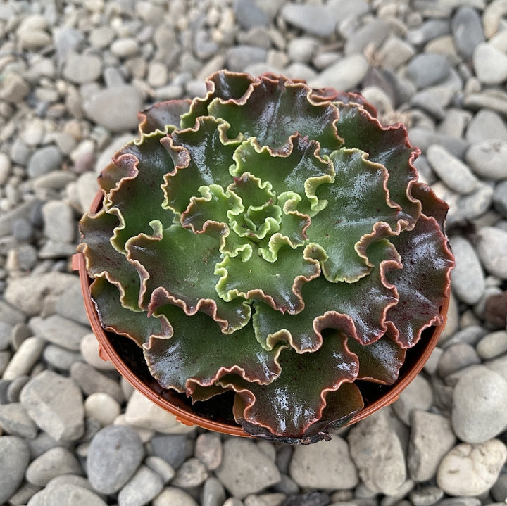 Echeveria luella red