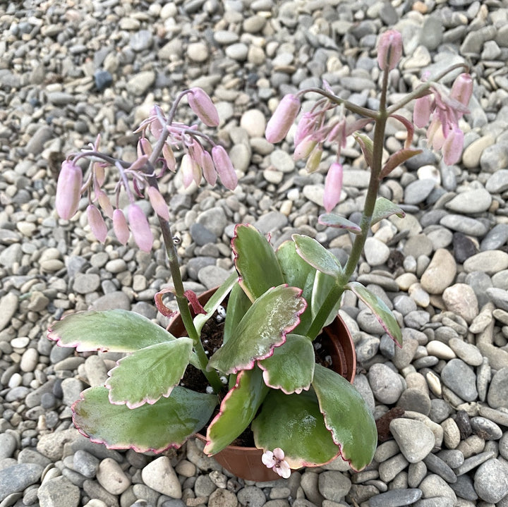 Kalanchoe fedtschenkoi (Bryophyllum fedtschenkoi)