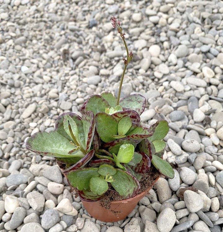 Kalanchoe partridge