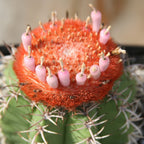 Cactus Melocactus matazanus
