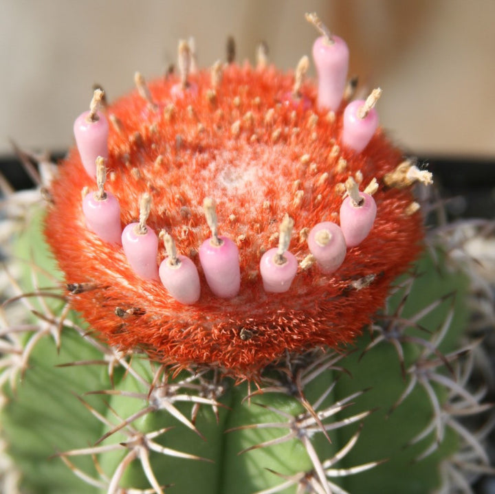 Cactus Melocactus matazanus