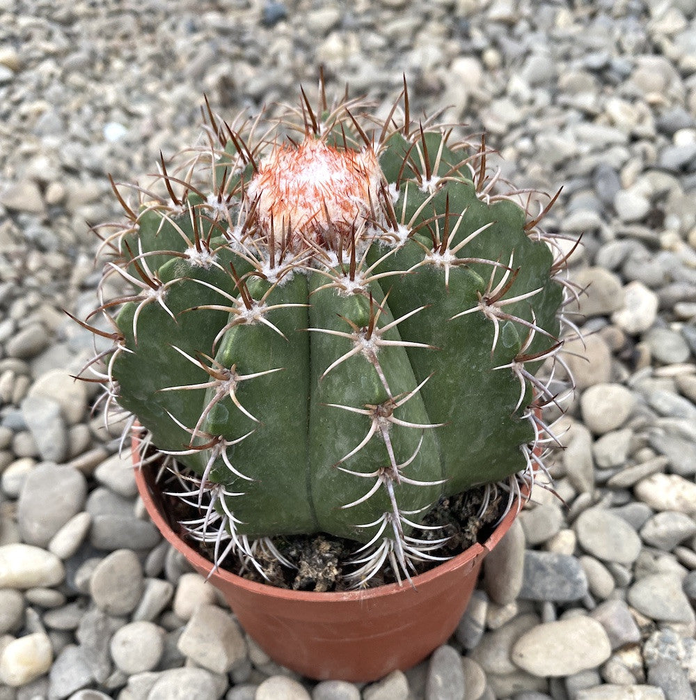 Cactus Melocactus matazanus