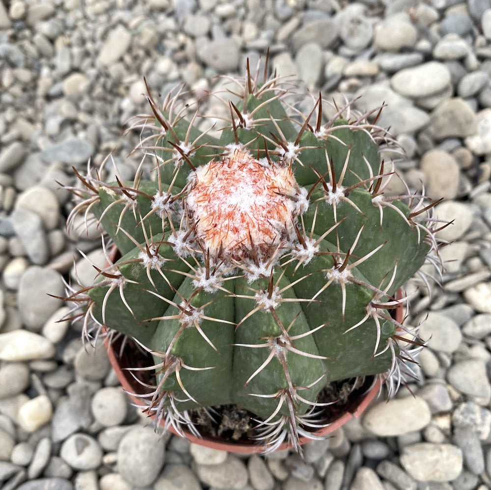 Cactus Melocactus matazanus