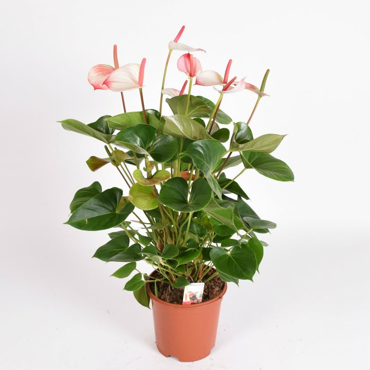 Anthurium Amalia Elegance  - Floarea Flamingo