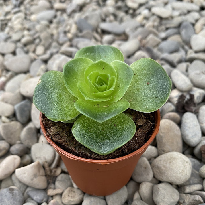 Aeonium diplocyclum (Greenovia diplocycla)