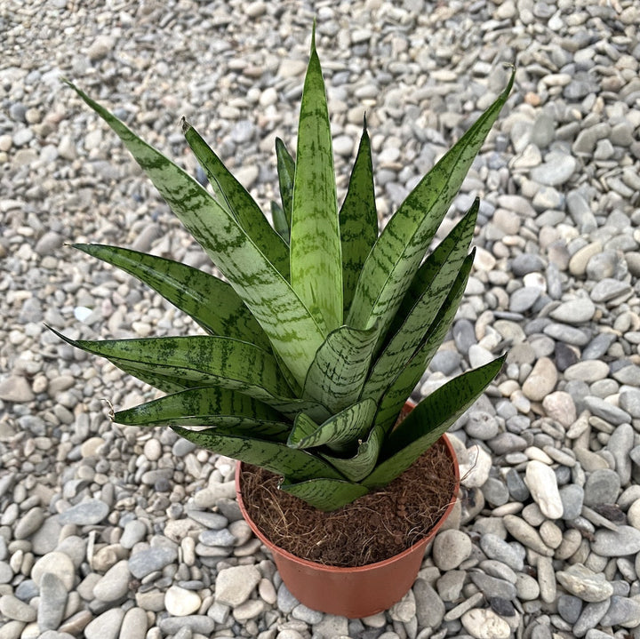 Sansevieria cylindrica Tough Lady