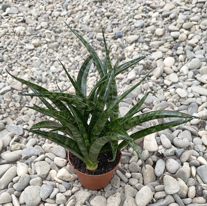 Sansevieria Fernwood Punk