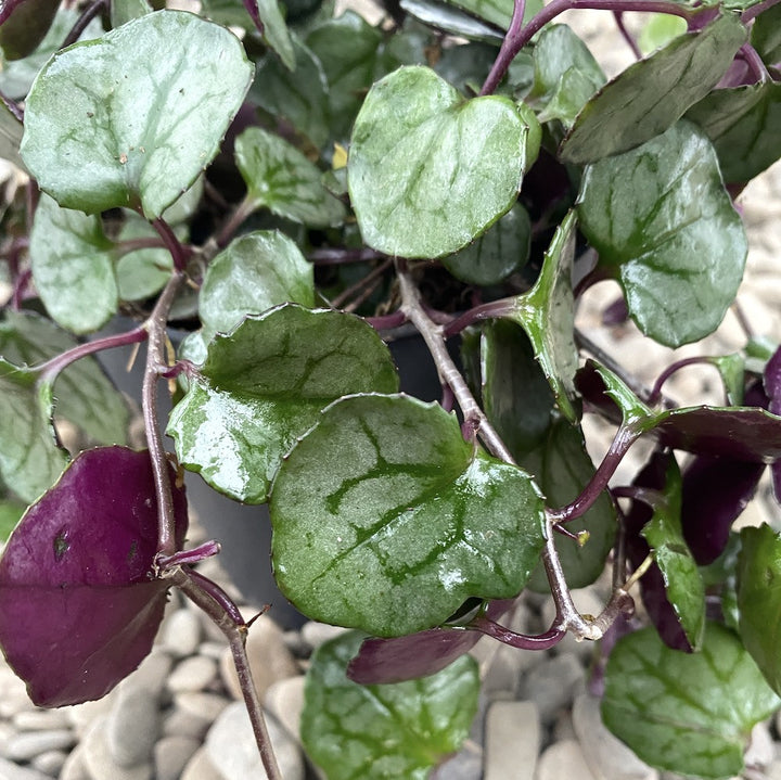 Senecio Mikanoides 'Magic Marble'