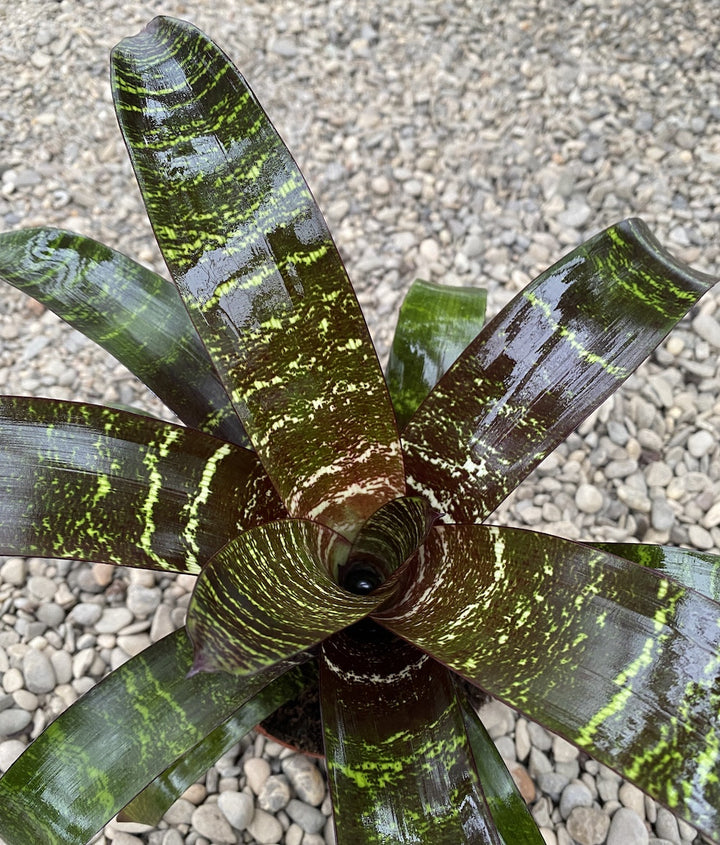 Vriesea Red Chestnut