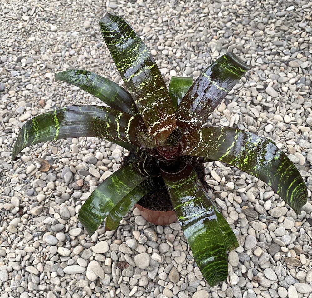 Vriesea Red Chestnut