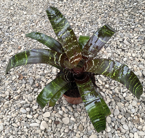 Vriesea Red Chestnut