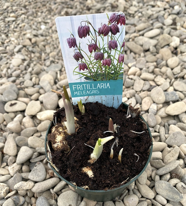 Bulbi de Fritillaria meleagris - laleaua pestrita