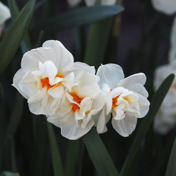 Bulbi narcise olandeze batute - Narcissus Abba
