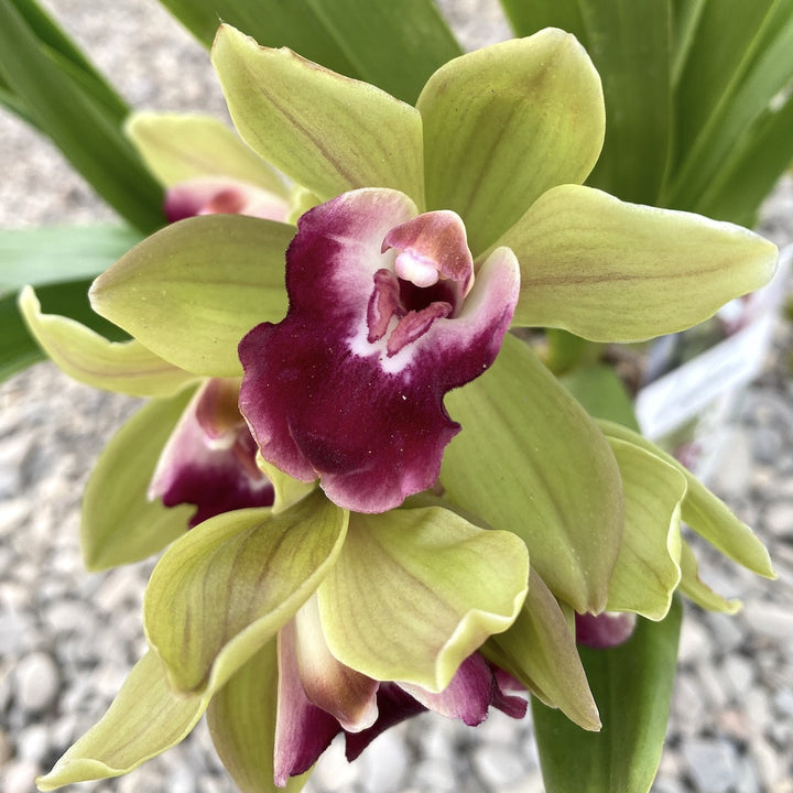 Cymbidium cascade Procyon