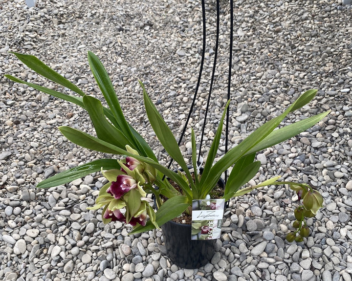 Cymbidium cascade Procyon