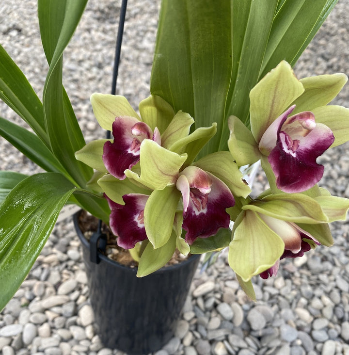 Cymbidium cascade Procyon