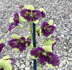 Orhidee verde Dendrobium Phalaenopsis Anna Green - flori pelorice