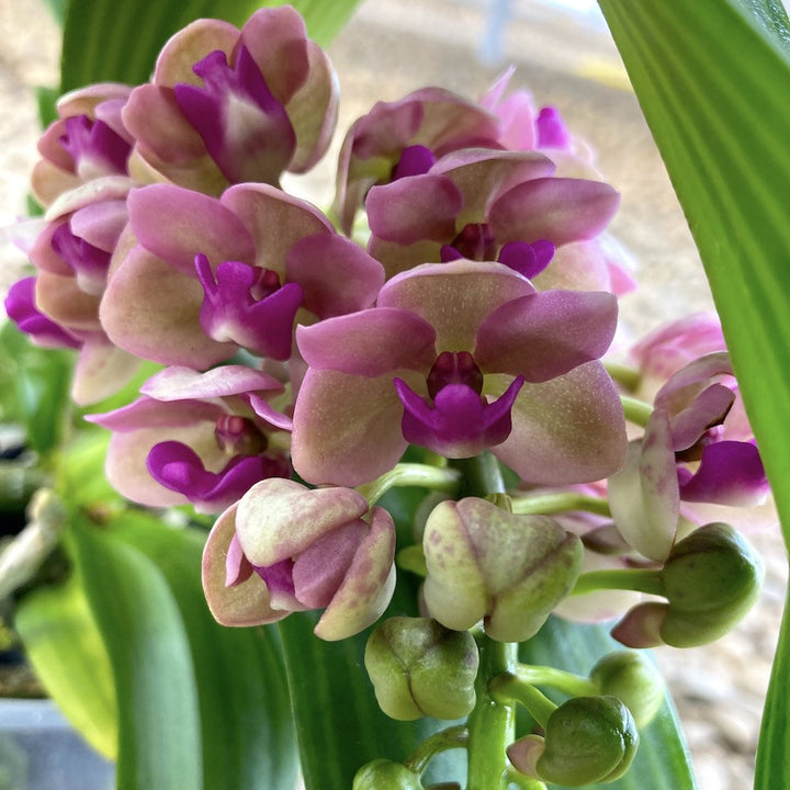 Rhynchostylis Gigantea 'Pink'