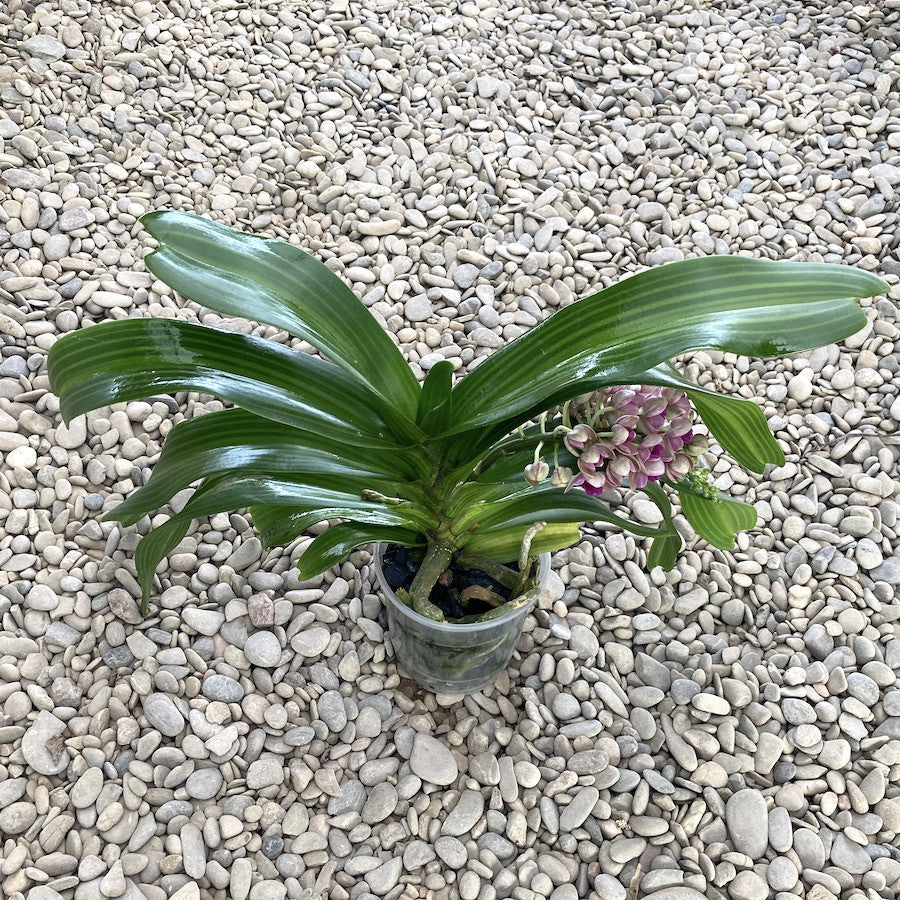 Rhynchostylis Gigantea 'Pink' – Secret Garden Plant Shop