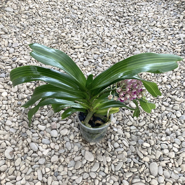 Rhynchostylis Gigantea 'Pink'