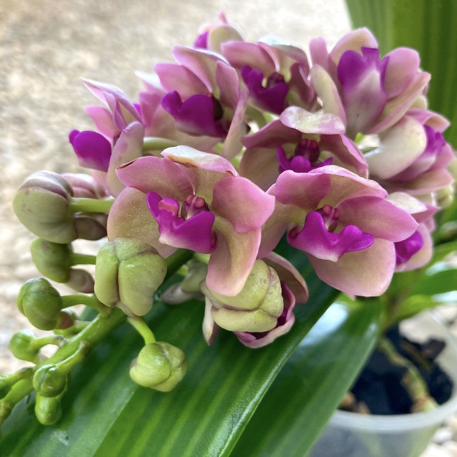 Rhynchostylis Gigantea 'Pink' – Secret Garden Plant Shop