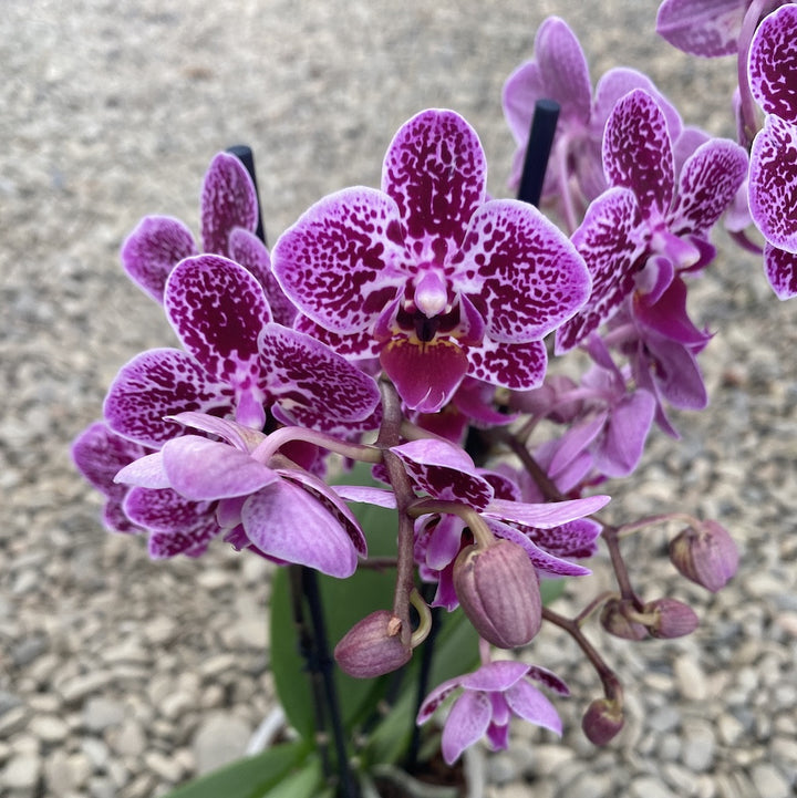 Phalaenopsis Monterey (multiflora)