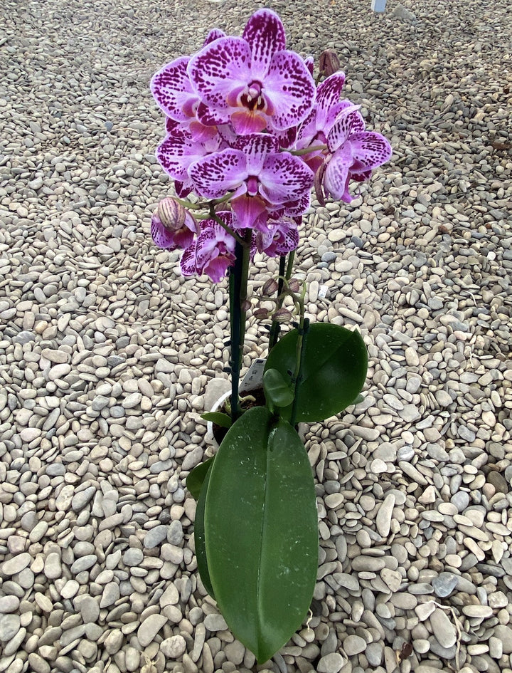 Phalenopsis Coco 24 multiflora