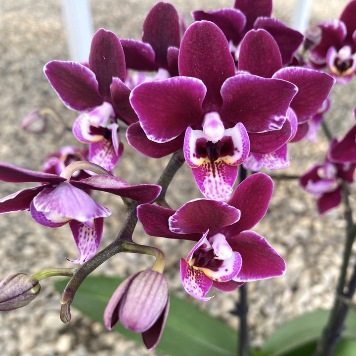 Orhidee Phalaenopsis grena, Black Swan, la pret special!