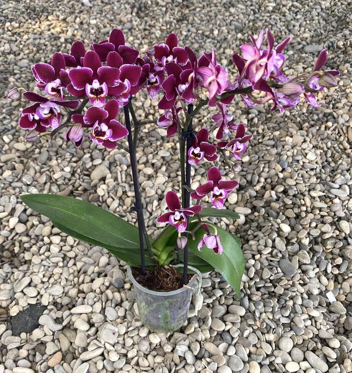 Orhidee Phalaenopsis grena, Black Swan, la pret special!