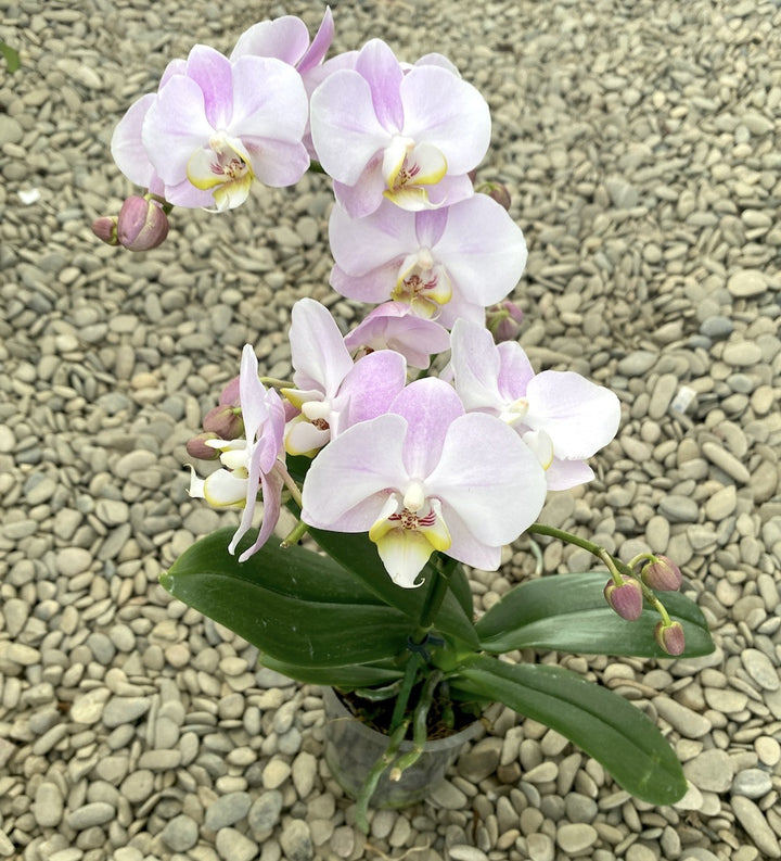 Phalaenopsis Angel Eye multiflora