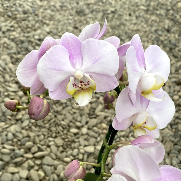 Phalaenopsis Angel Eye multiflora