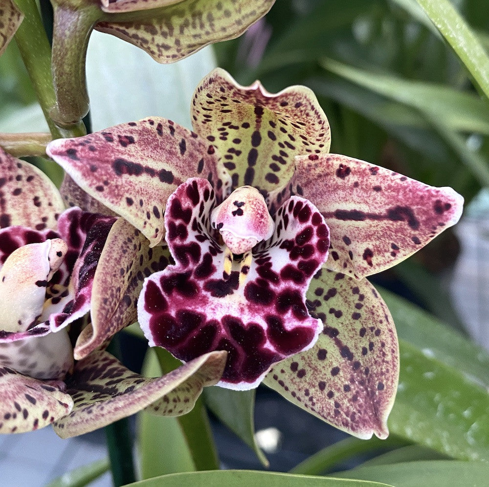 Orhidee Cymbidium Vogel's Magic - parfumat