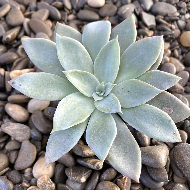 Echeveria Silver Shine