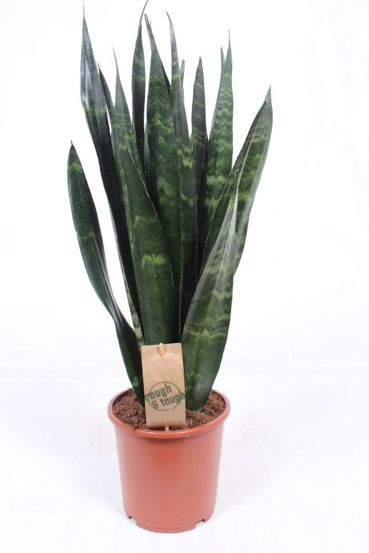 Sansevieria trifasciata Black Coral - limba soacrei H65 cm