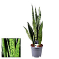 Sansevieria zeylanica
