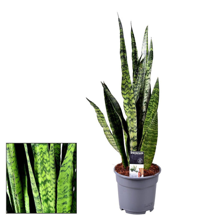 Sansevieria zeylanica