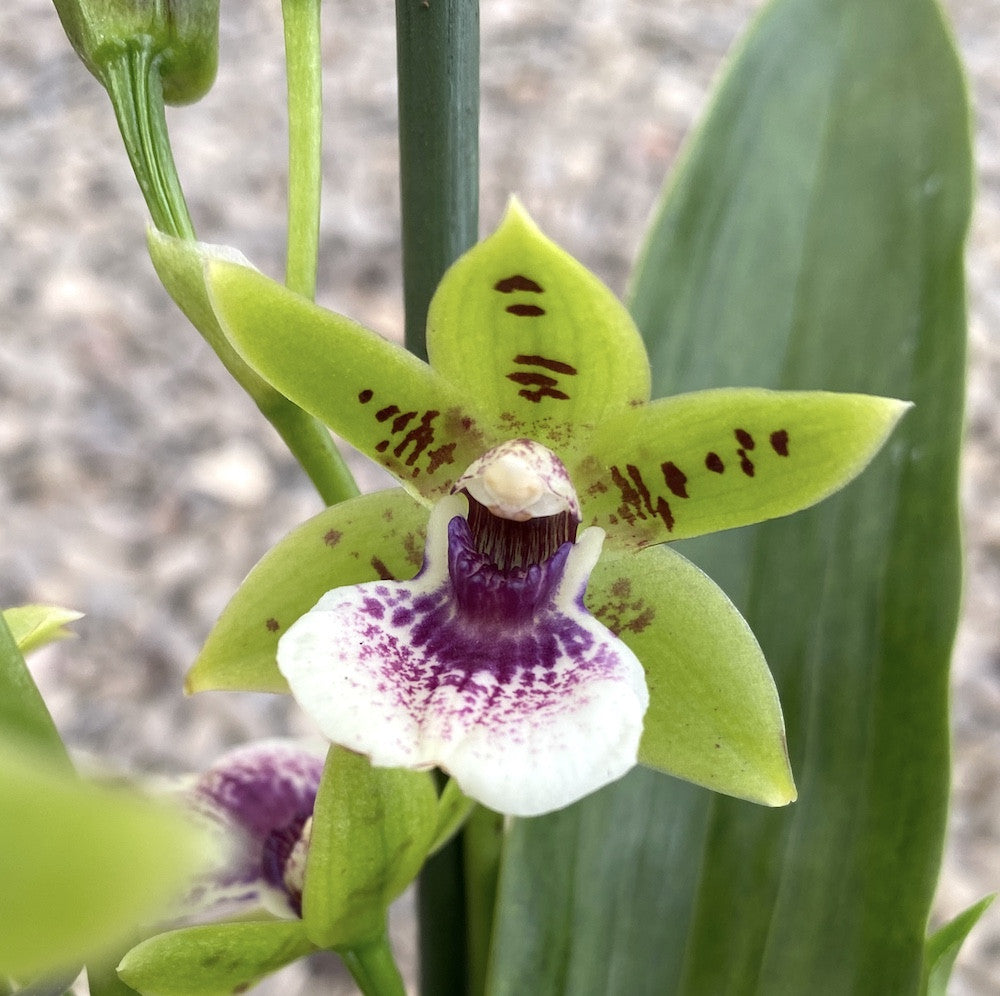 Orhidee Zygopetalum verde parfumat, disponibila online, acum la un pret special!