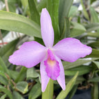 Lc. Rubescent Atreus 'Pinky'