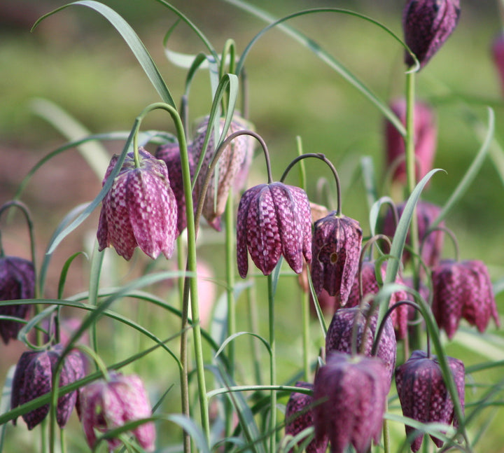 Bulbi de Fritillaria meleagris - laleaua pestrita