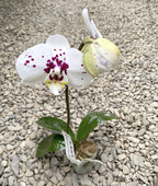 Phalaenopsis Miki Spot '96'