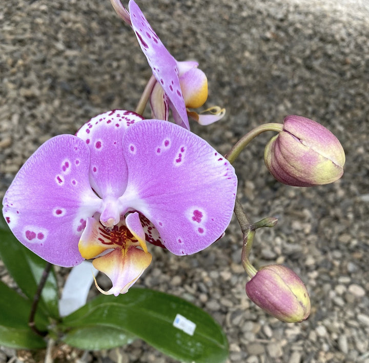 Phalaenopsis Miki Black Fairy '88'