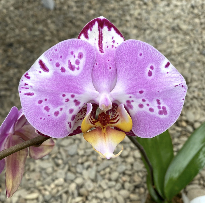 Phalaenopsis Miki Black Fairy '88'