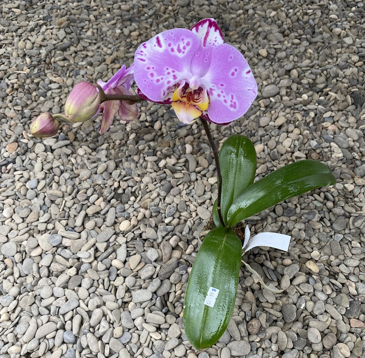 Phalaenopsis Miki Black Fairy '88'